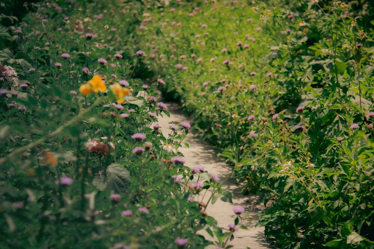 A lush garden pathway lined with vibrant wildflowers in summer, creating a colorful natural scene.