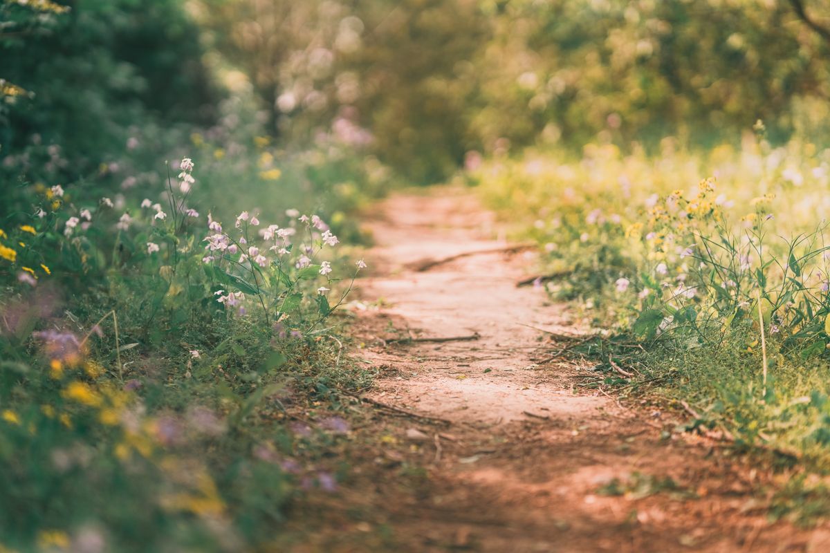 Explore this tranquil unpaved pathway through a colorful flower meadow bathed in soft spring light.