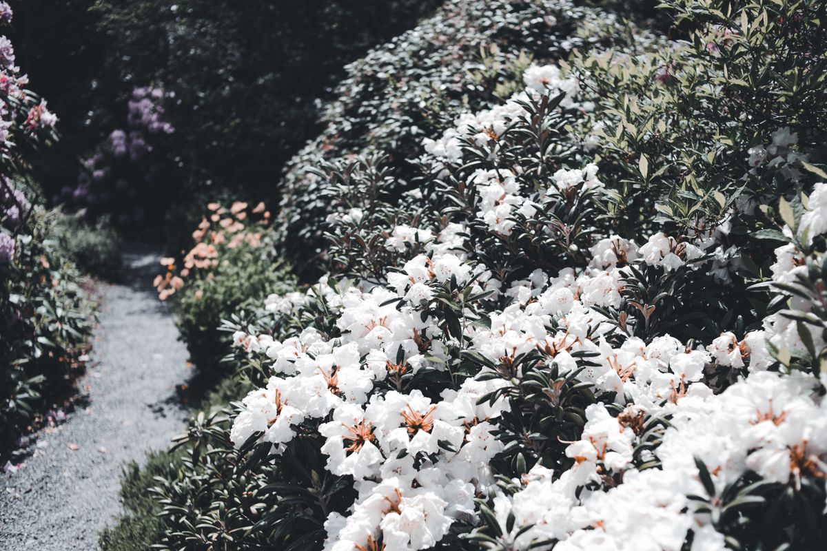A tranquil garden scene featuring blooming white rhododendrons lining a curved path.
