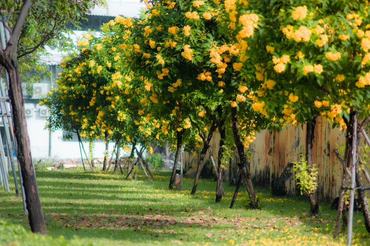 A serene outdoor scene featuring vibrant yellow flowering trees along a grassy path.
