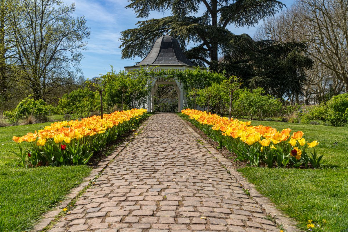 Beautiful garden scene with yellow tulips lining a cobblestone path leading to a gazebo.