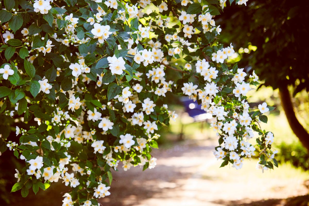Beautiful jasmine flowers blooming in a sunny outdoor garden setting.