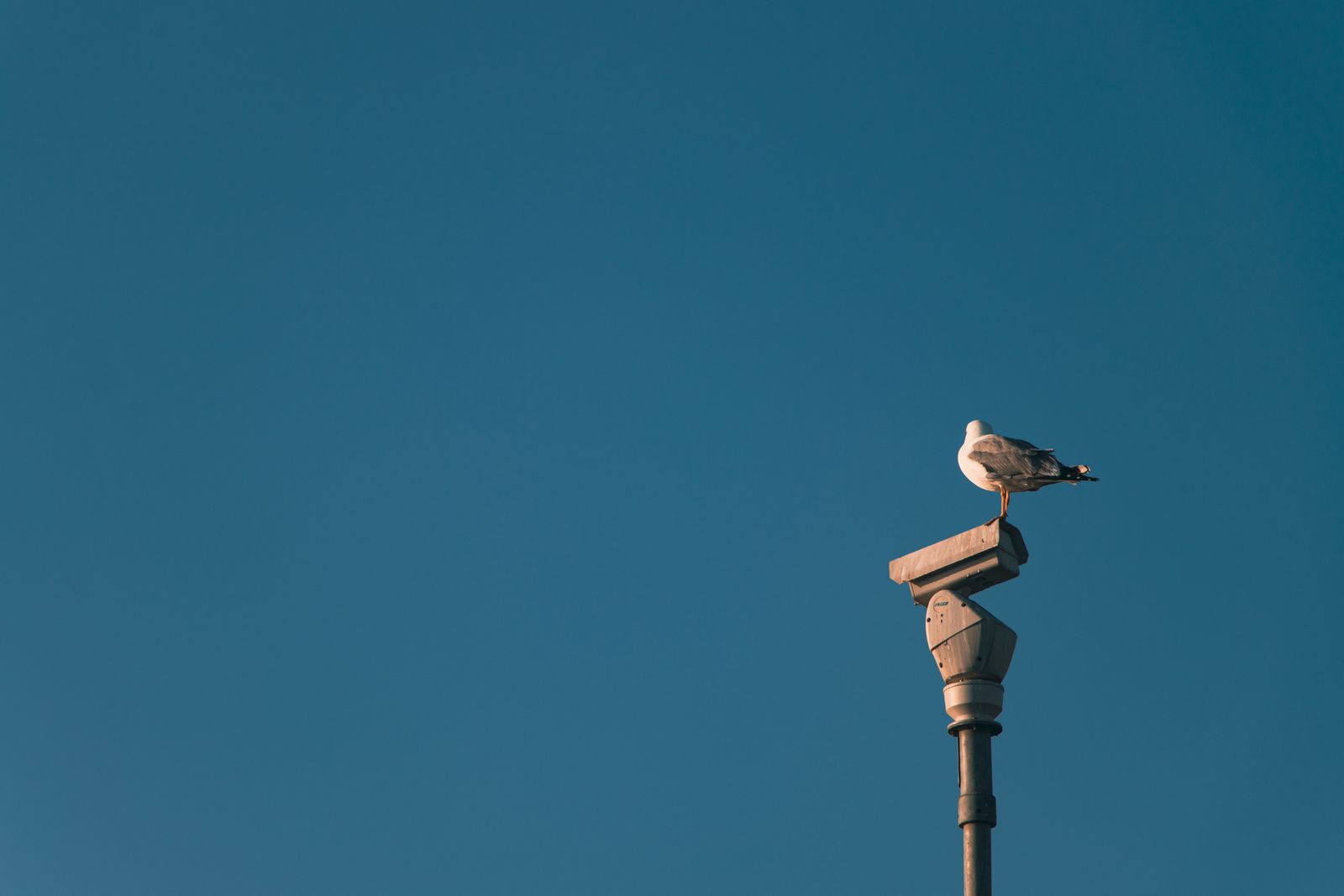 Watching Over an Allotment or Community Garden Plot: A Practical Camera Guide