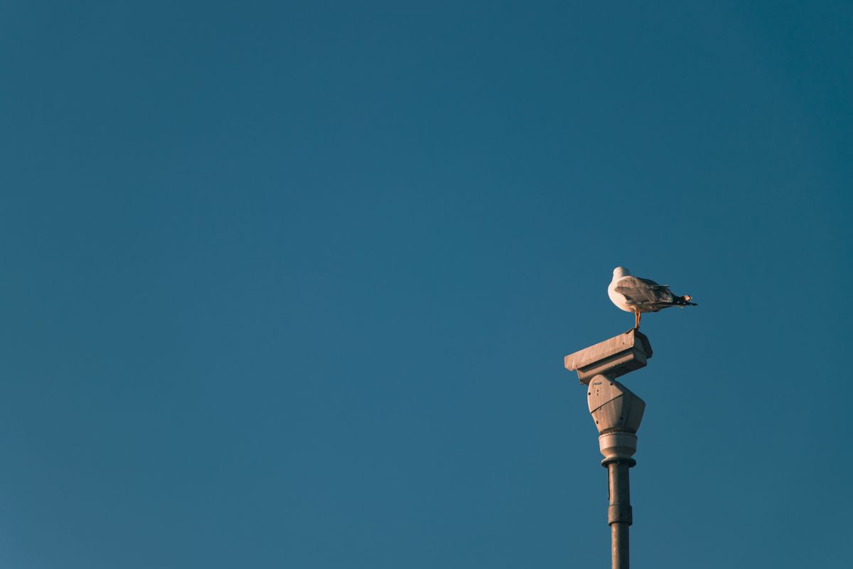A seagull perched atop a surveillance camera against a clear blue sky.