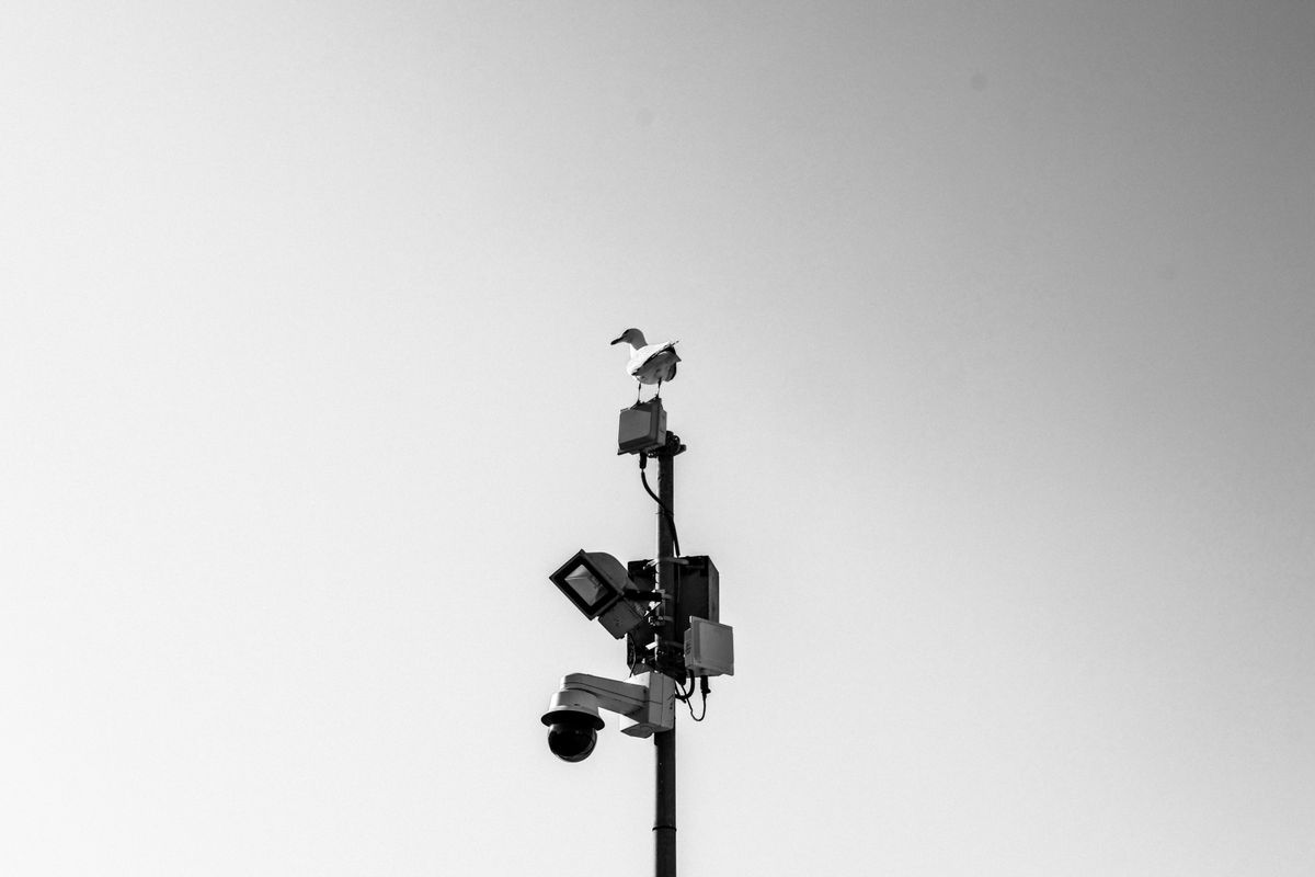 Seagull perched on a lamp post with surveillance cameras and floodlights in monochrome.