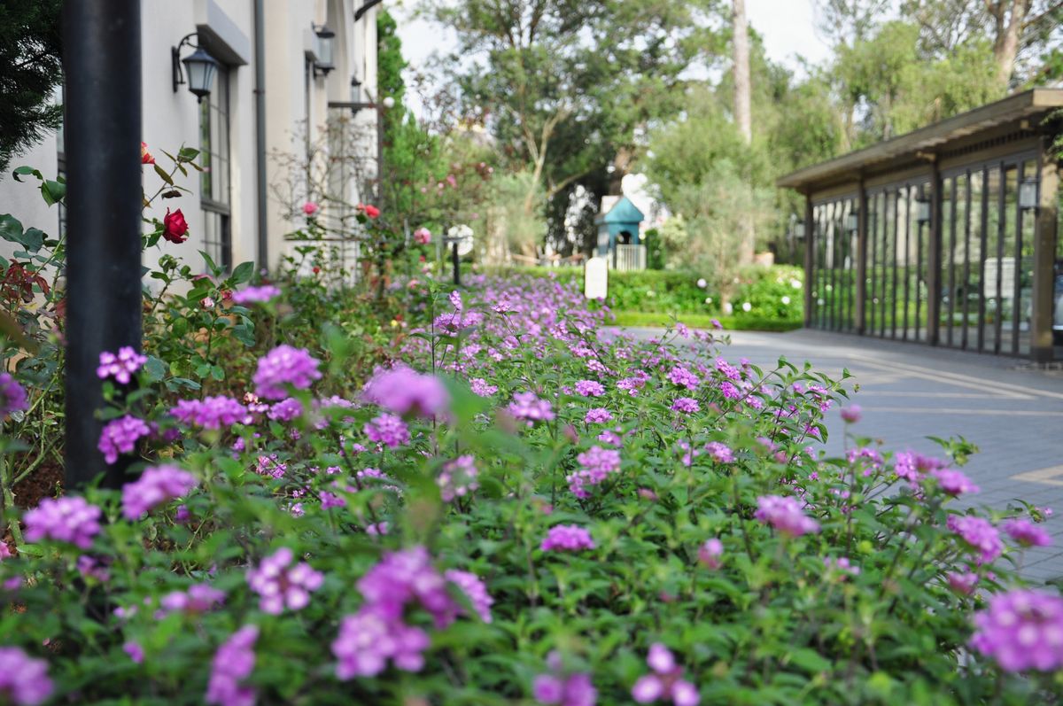 A serene garden scene featuring vibrant purple flowers along a paved pathway.