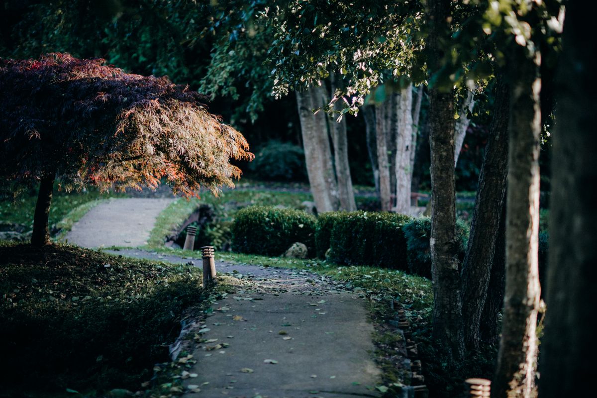 Peaceful garden path surrounded by lush trees and topiary shrubs in fall.
