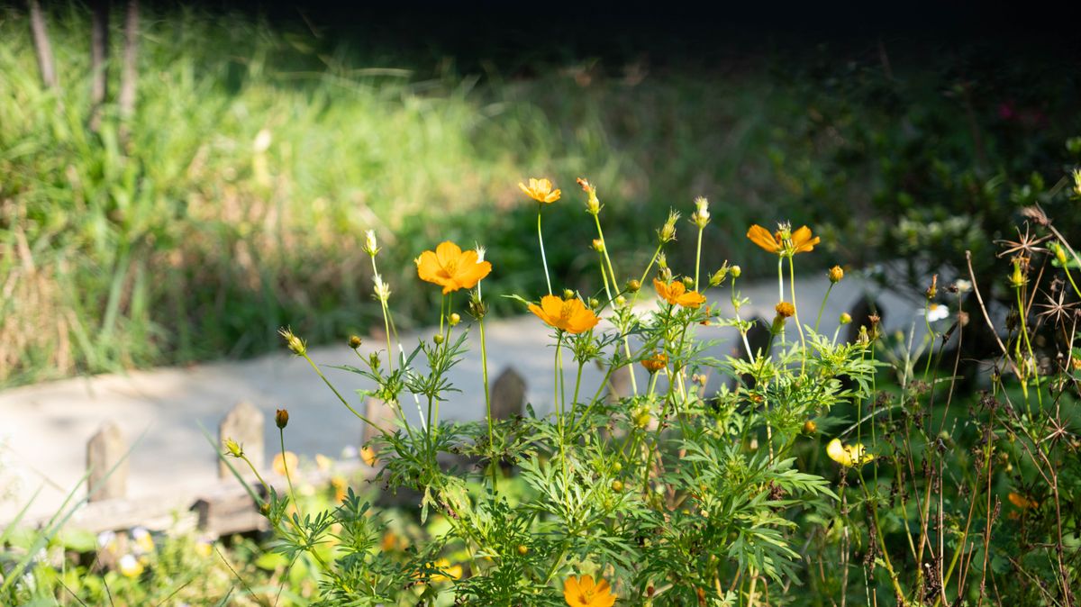 Yellow wildflowers in a sunlit garden path capturing the essence of summer's vibrancy.