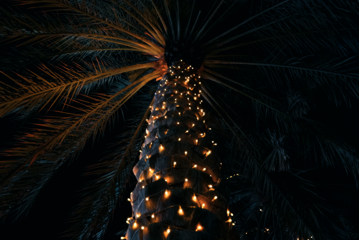 Glistening lights wrap around a palm tree on a serene night in Dubai, UAE.