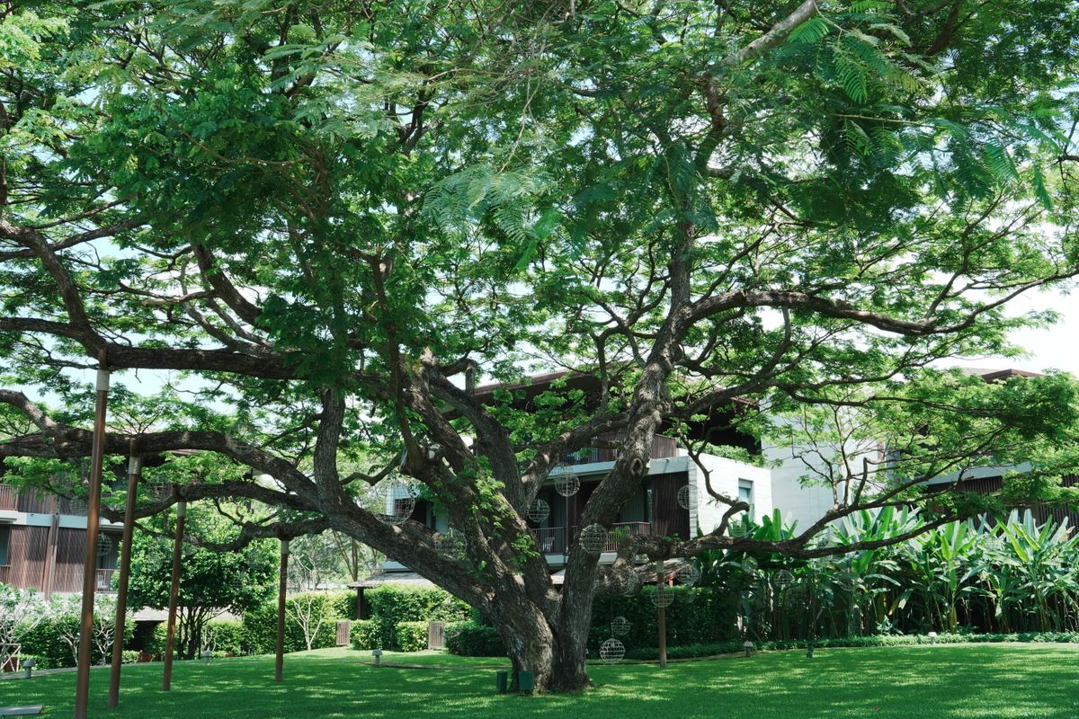 Expansive tree canopy over vibrant green lawn in a serene outdoor garden.