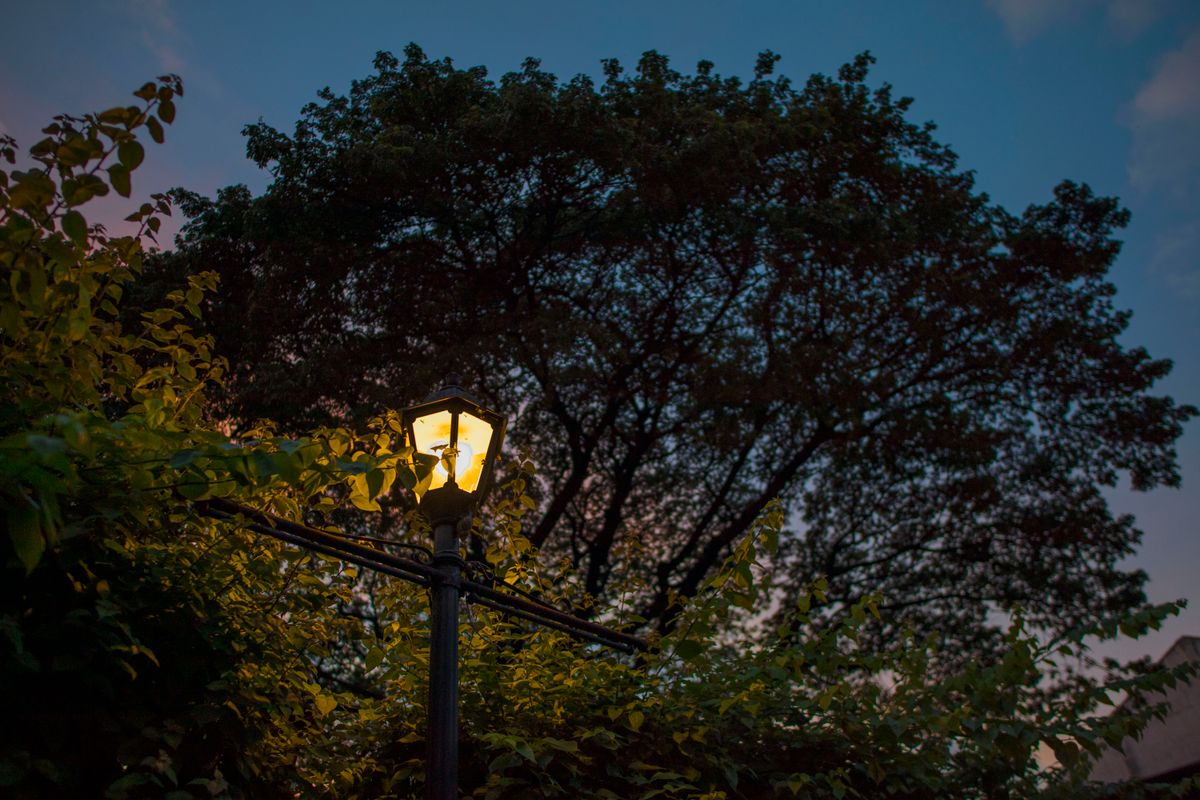 A street lamp illuminates at dusk, surrounded by lush greenery and silhouetted tree.
