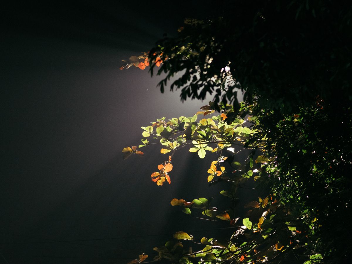 Ethereal night scene with dramatic light illuminating forest leaves, creating a mystical ambiance.