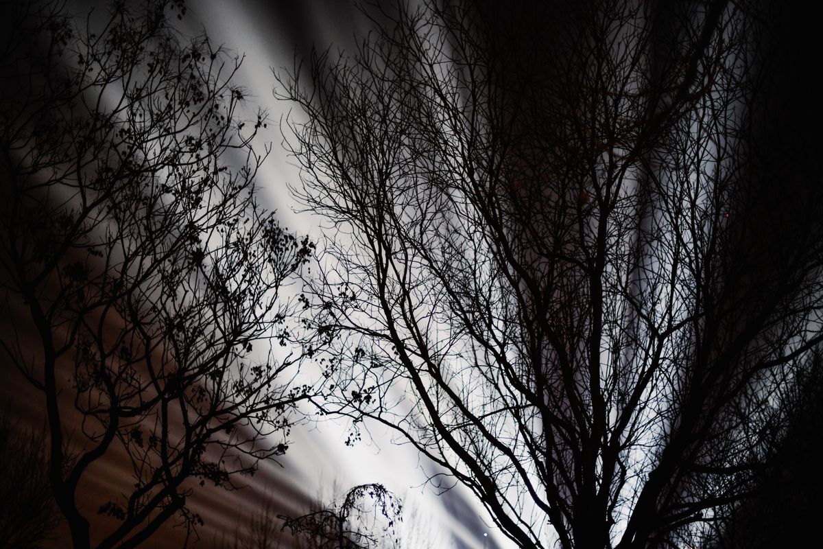 Silhouetted tree branches against striking night lights create an ethereal landscape.