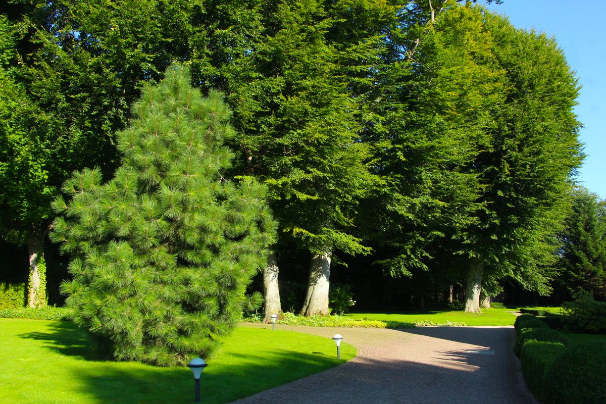 A picturesque garden path surrounded by vibrant trees and manicured lawns, illuminated by sunlight.