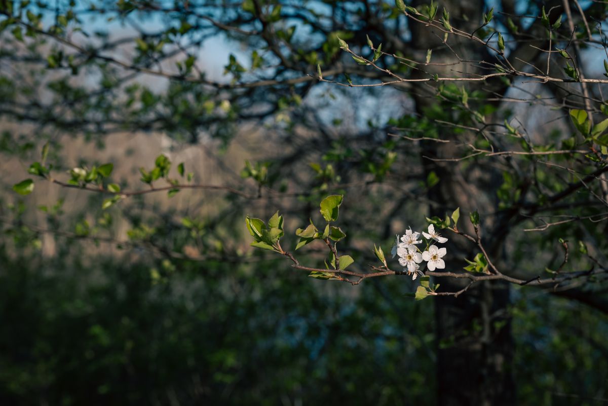 A close-up of blossoming white flowers on a branch in a spring garden scene.