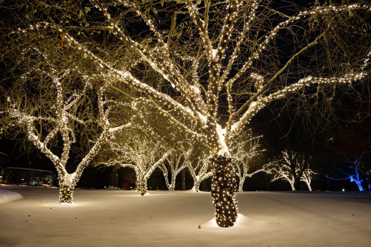 Snowy trees adorned with twinkling lights create a winter wonderland at night.