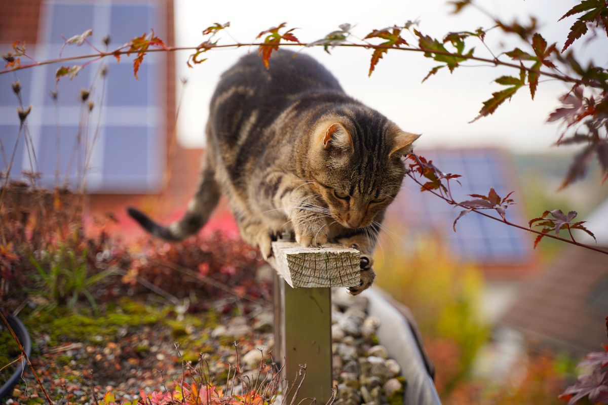 A tabby cat skillfully balances on a wooden plank in an outdoor garden setting.