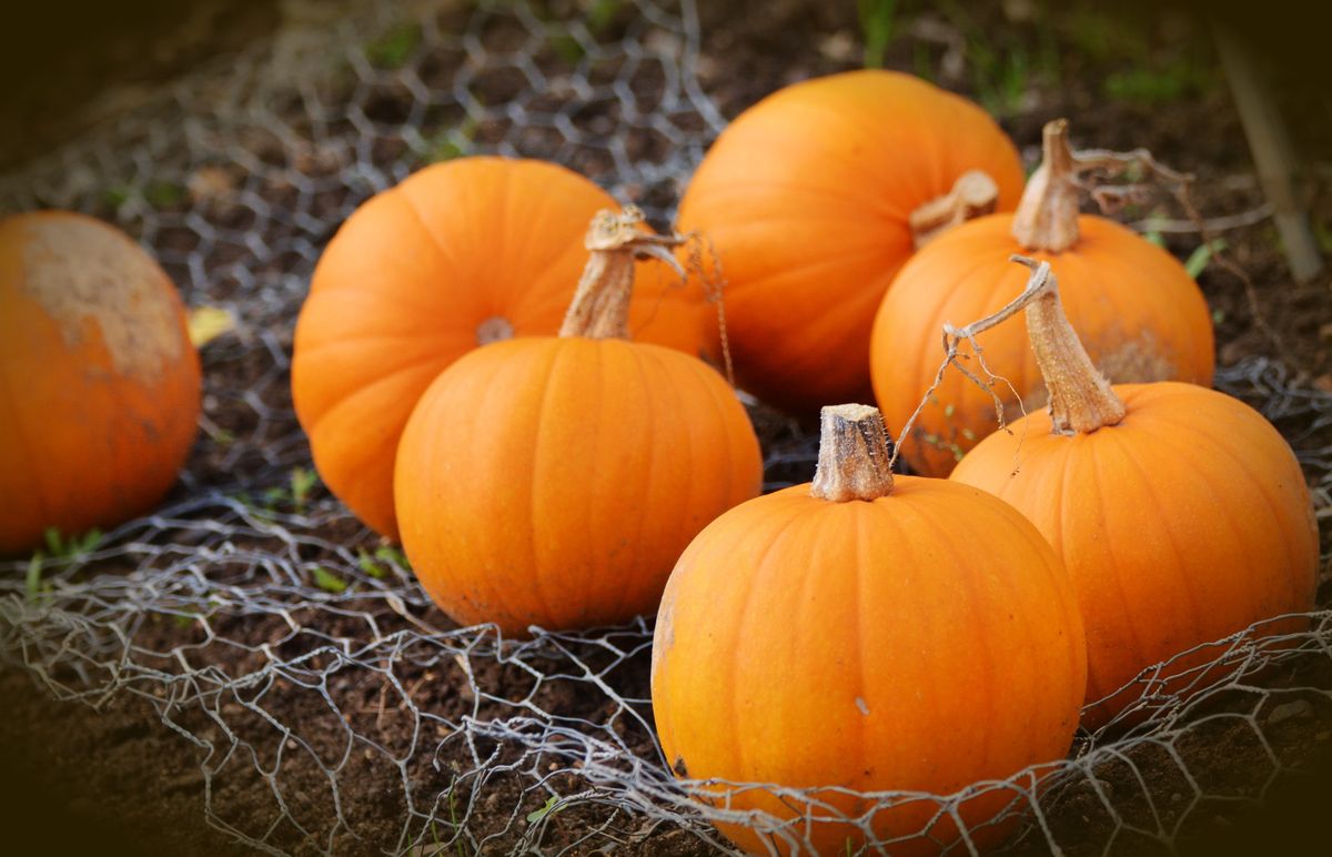 A collection of vibrant orange pumpkins resting on soil, wrapped in protective wire mesh in an outdoor garden.