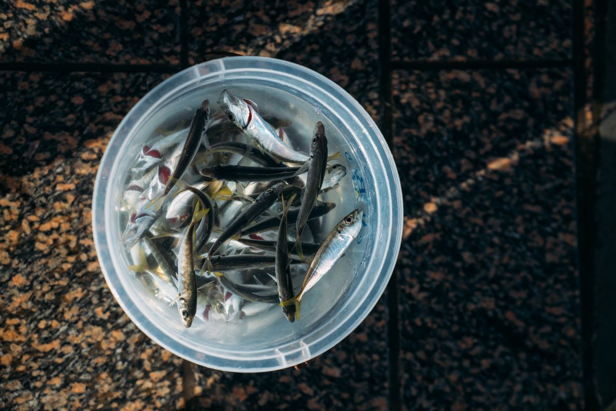 Close-up view of small fish in a translucent plastic bucket, showcasing fishing activity.