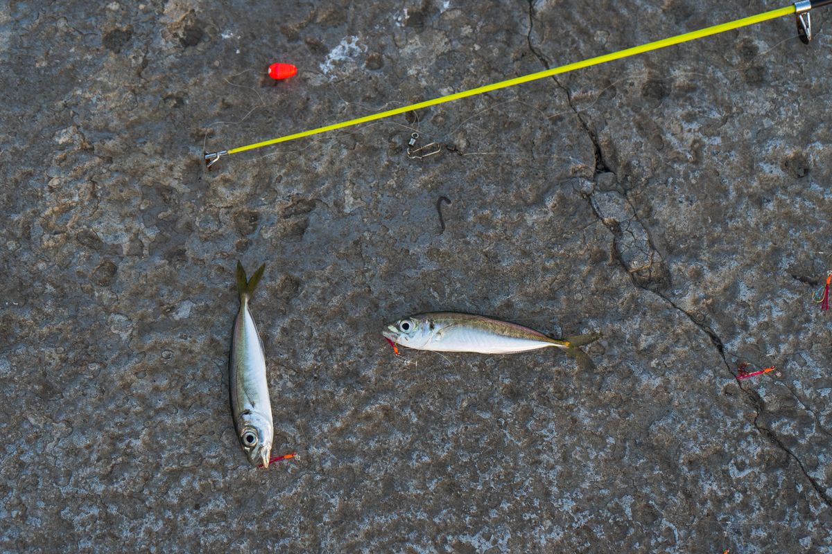 Close-up of caught fish and fishing equipment on concrete surface in Novorossiysk, Russia.