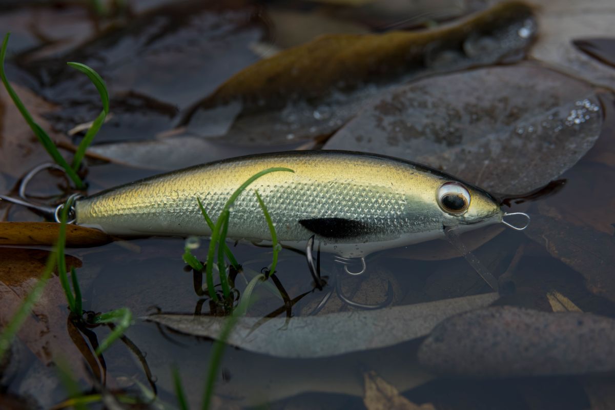 Close-up of a realistic fishing lure among leaves and water in outdoor setting.