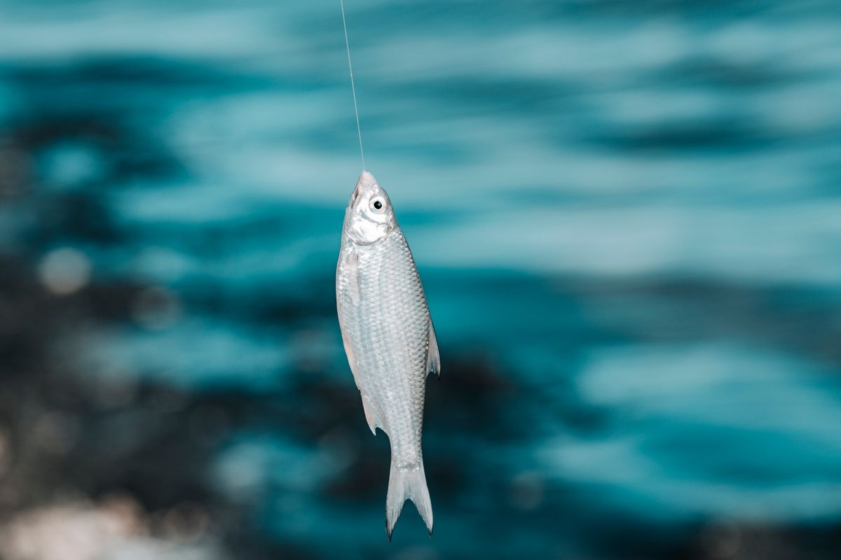 A detailed shot of a fish caught on a hook with a blurred blue water background.