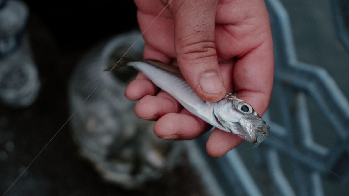 A close-up view of a person's hand holding a small fish, suggesting fishing activity and outdoor environment.