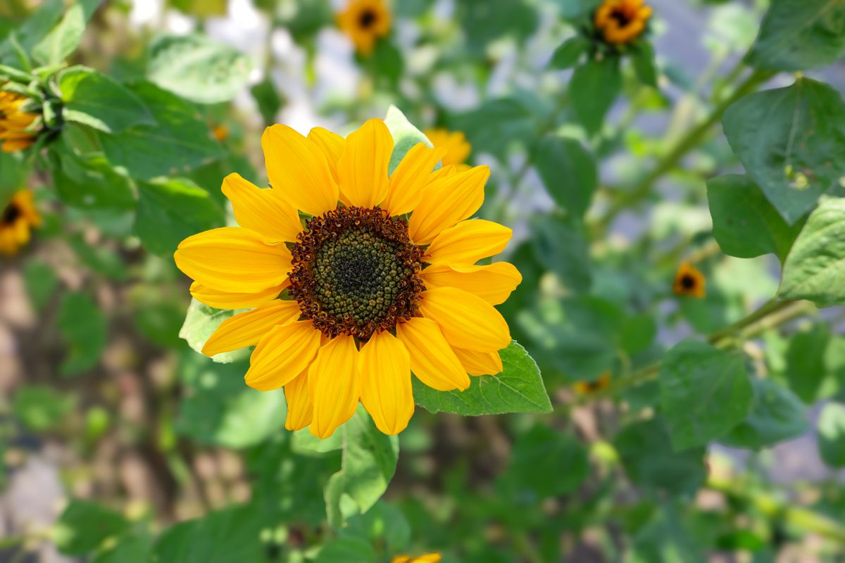 Close-up of a blooming sunflower in a Michigan garden under natural light.