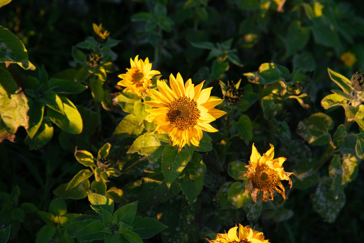 Vibrant sunflowers illuminated by golden hour light with lush green foliage in a summer field.