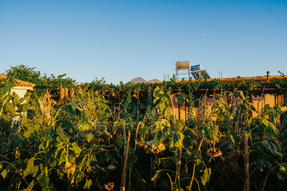 Rural landscape in Fishtë, Albania with lush garden, evening sunlight, and mountains.