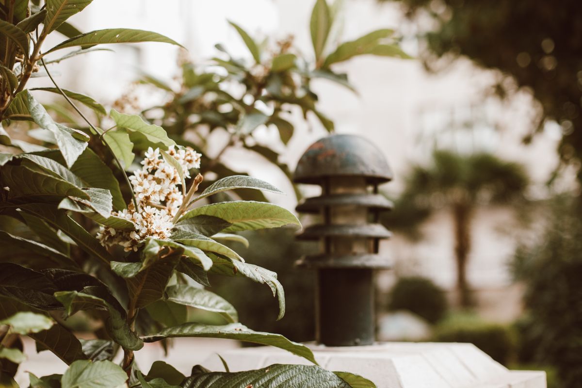 Close-up of white flowers and green leaves with vintage lamp in outdoor setting.