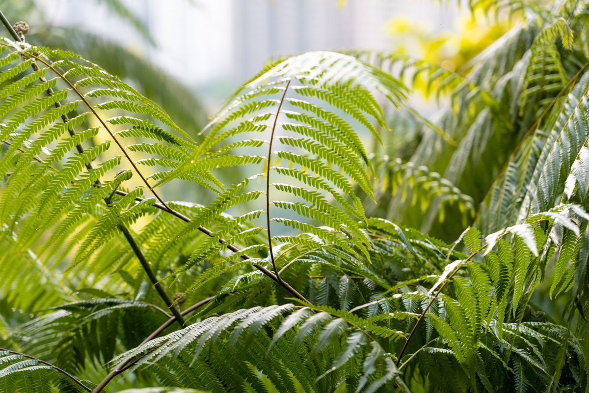 Close-up of vibrant green ferns in a sunny outdoor garden setting.
