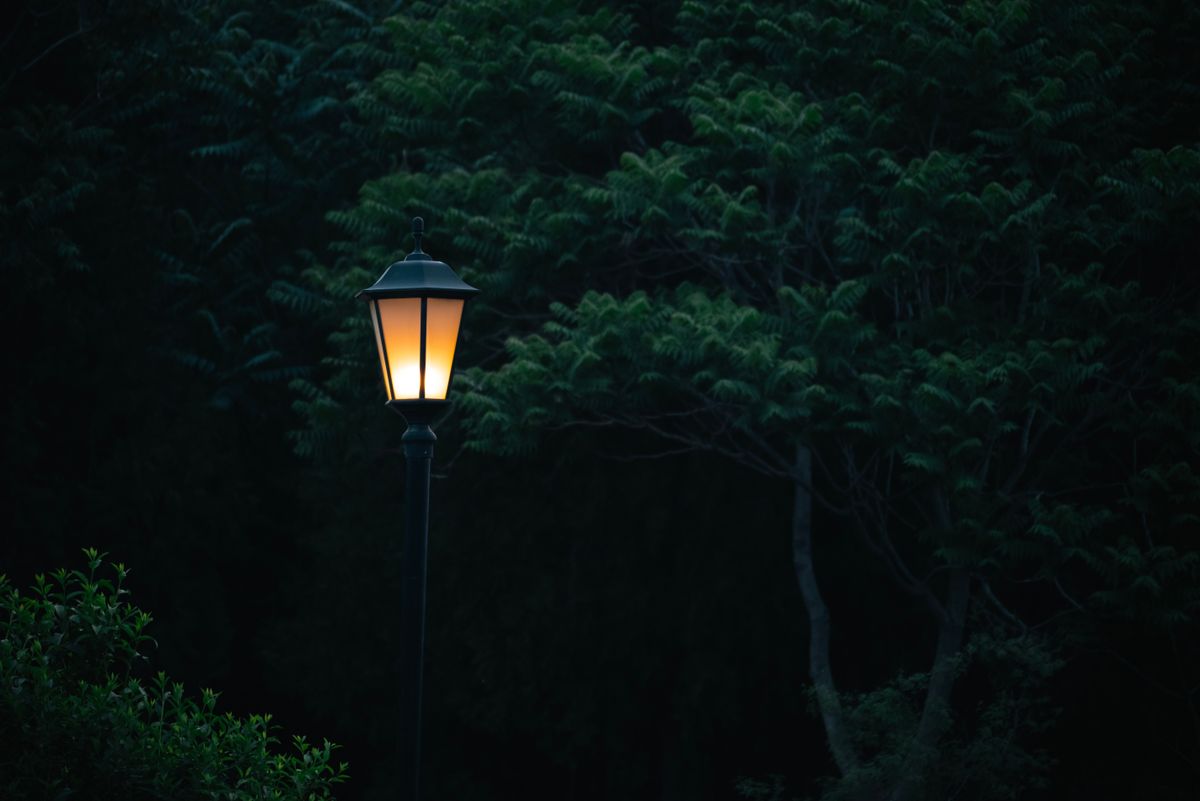 A serene urban park lamp illuminating the surrounding trees in the calm of night.