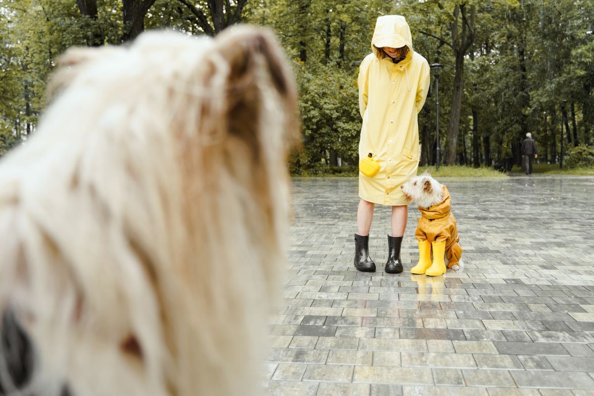A woman and her dogs enjoy a rainy day in matching yellow raincoats outdoors.