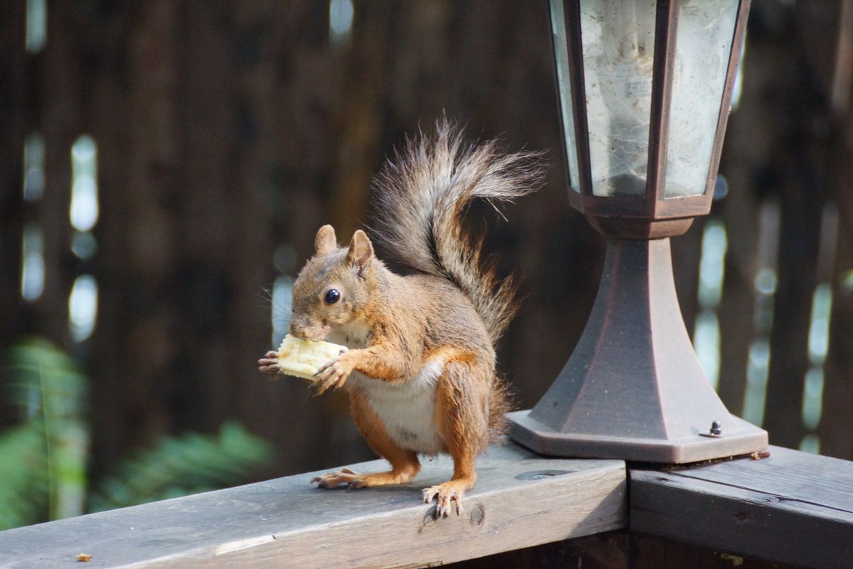 A squirrel happily munching food on a wooden railing next to a lamp post.