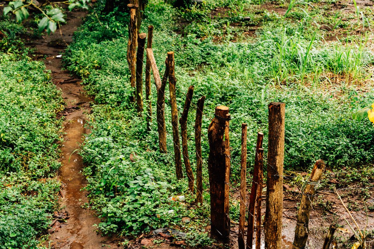 A scenic view of a rustic path lined by a wooden fence amidst lush greenery, captured on a rainy day.