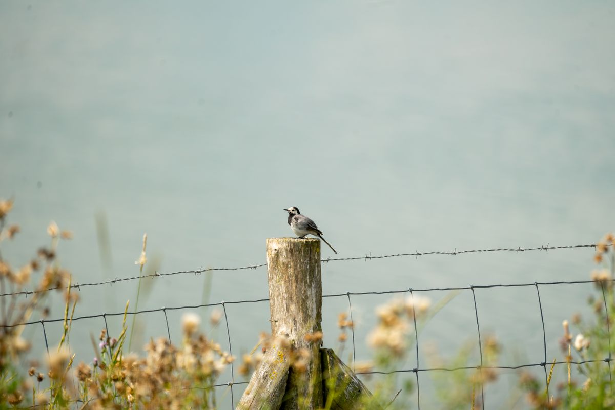 A lone bird perches on a fence post with a blurred natural background, embodying tranquility.