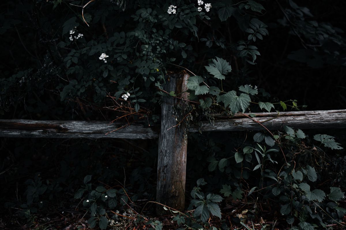Dark and moody forest scene with a weathered wooden fence, surrounded by lush greenery and delicate white flowers.