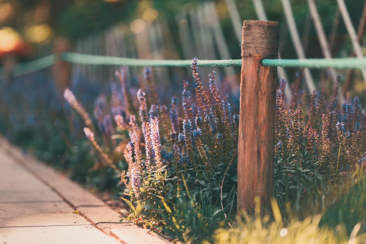 Vibrant garden pathway in Beijing featuring blue and purple flowers with a rustic wooden fence.
