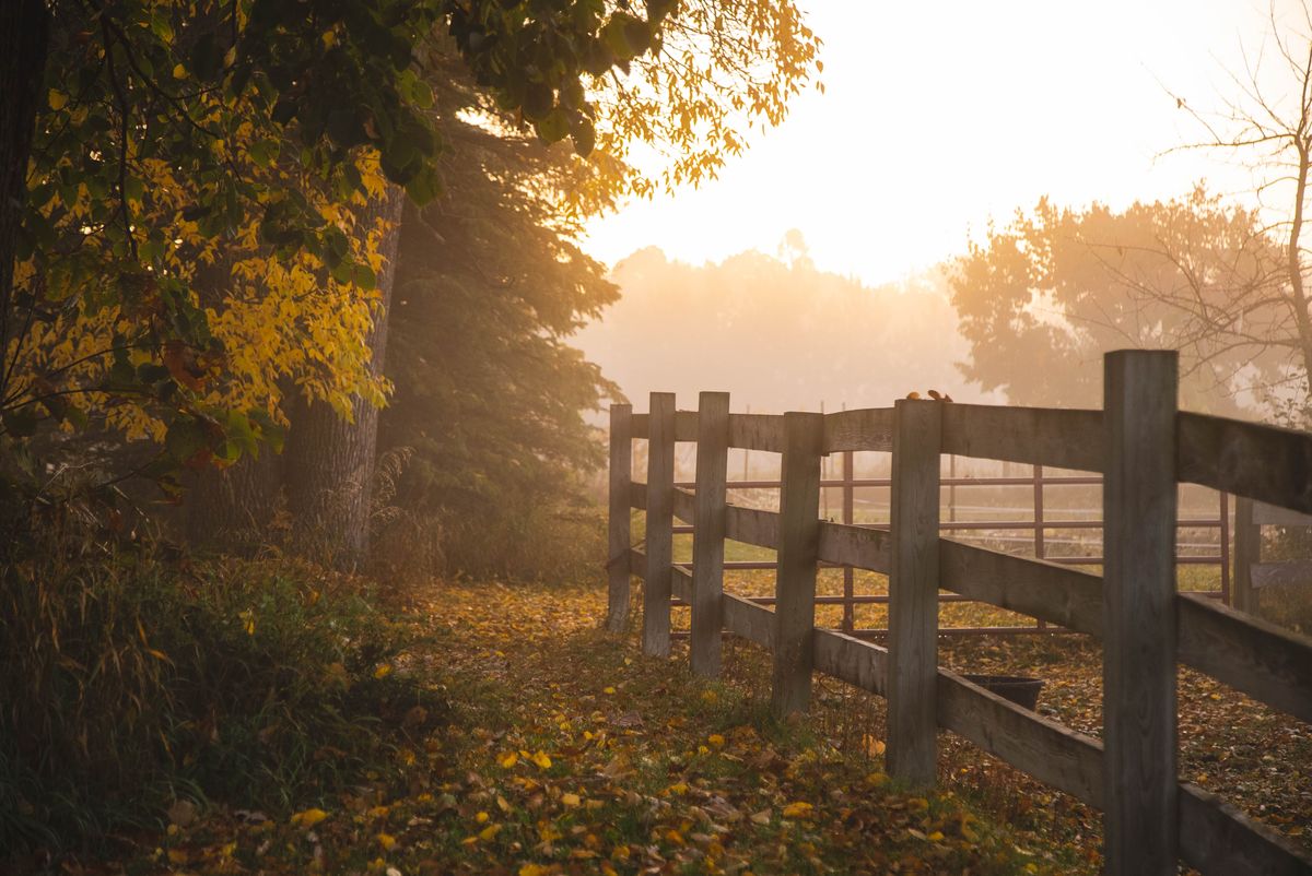 Serene autumn scene of a sunlit rural path with falling leaves and wooden fence.