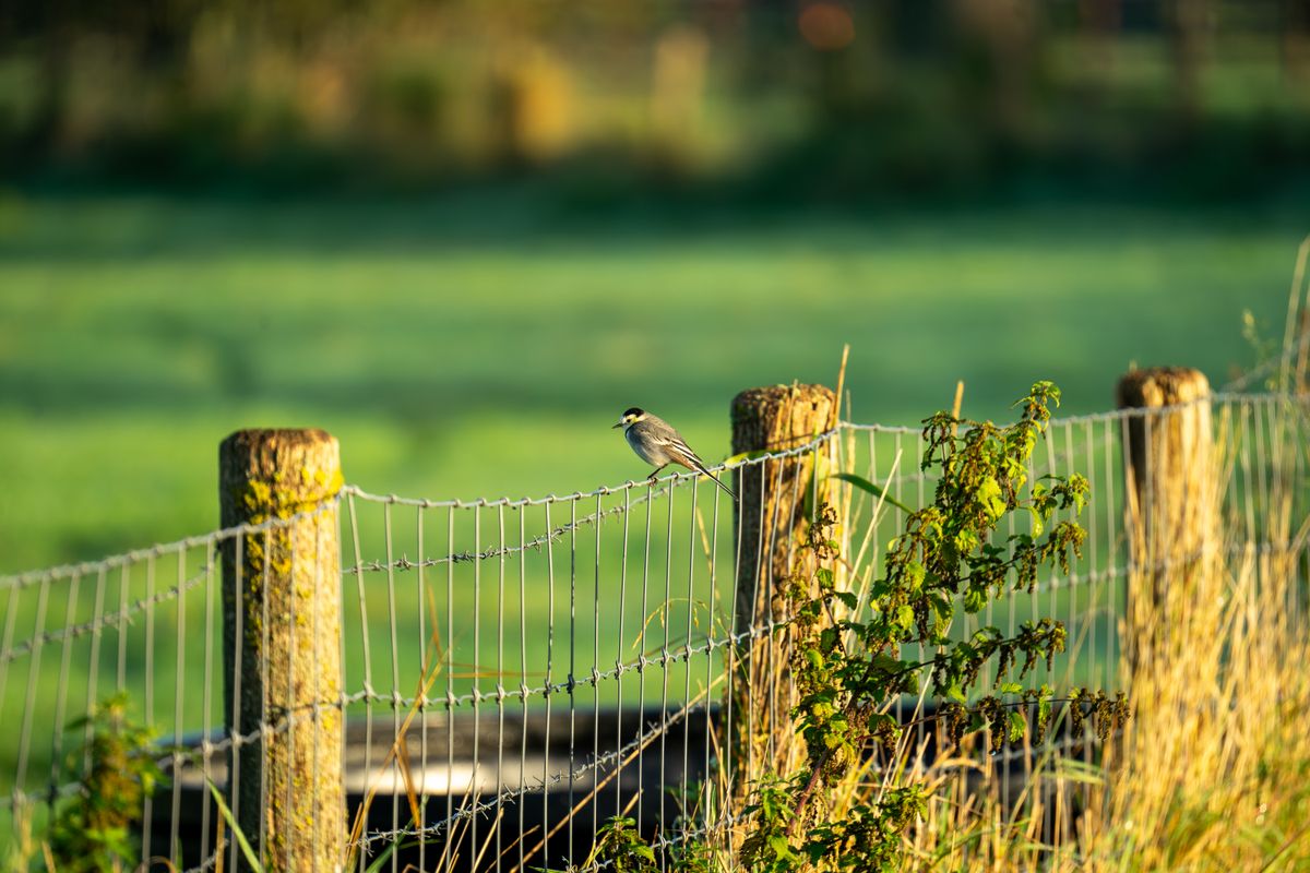 A small bird perched on a wire fence against a lush green rural landscape. Ideal for nature themes.
