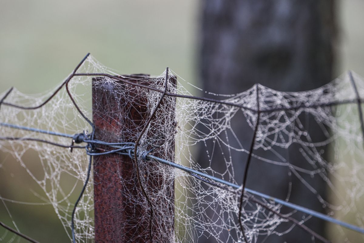 Close-up of a spider web on a rusty metal fence post, showcasing intricate patterns in nature.