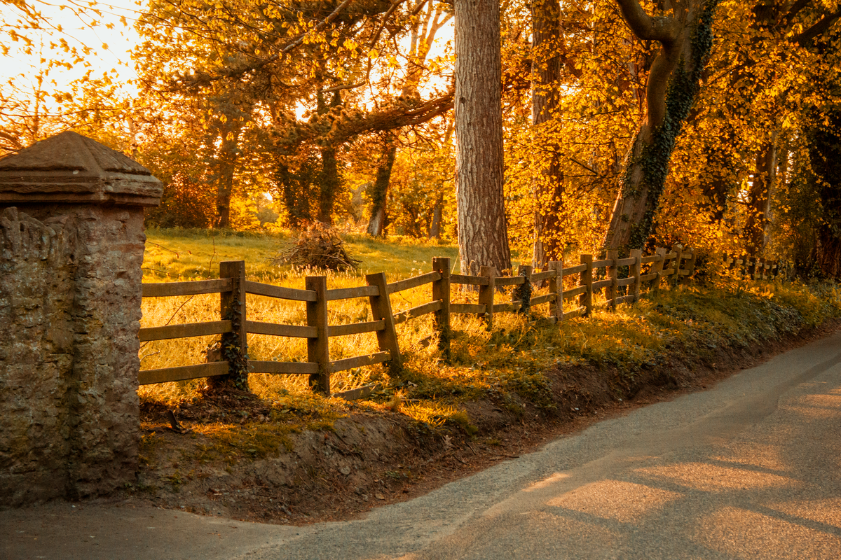 Serene rural road during sunset in Shrewsbury, England, with warm, golden light and lush trees.