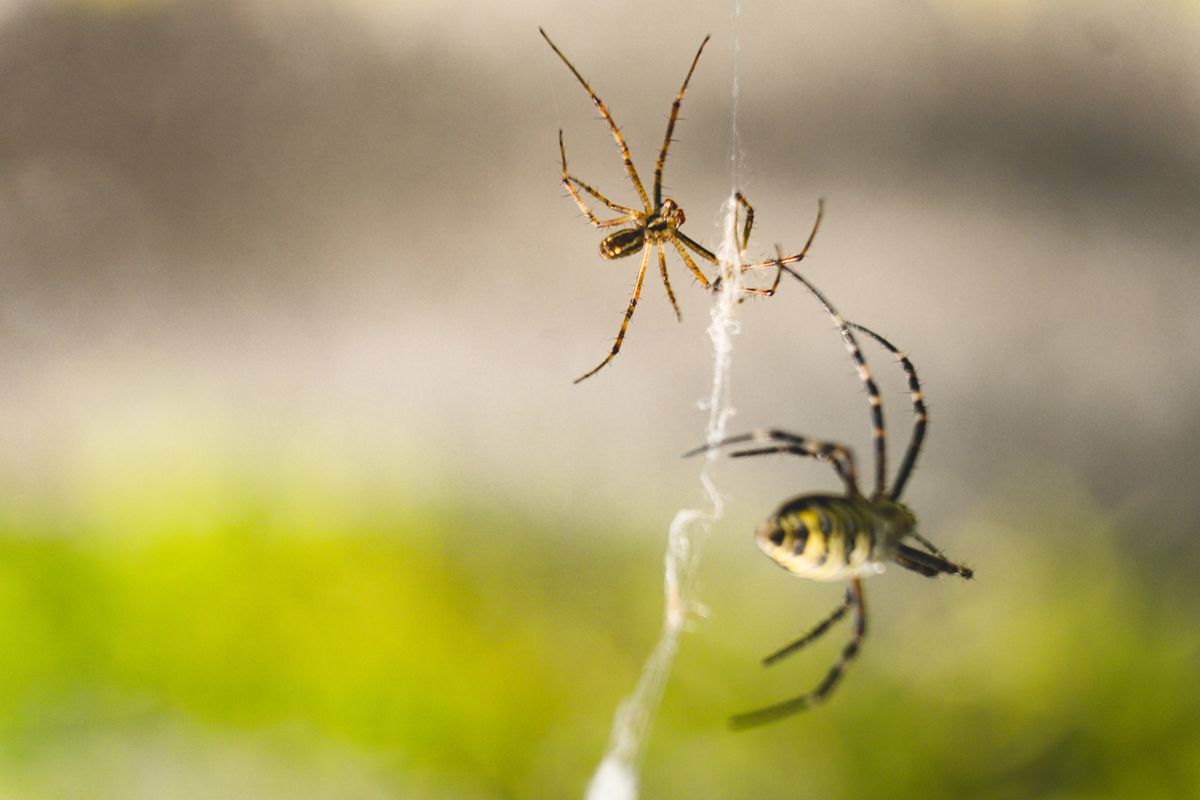Two spiders on a delicate web, illuminated by natural light, creating a dramatic wildlife scene.