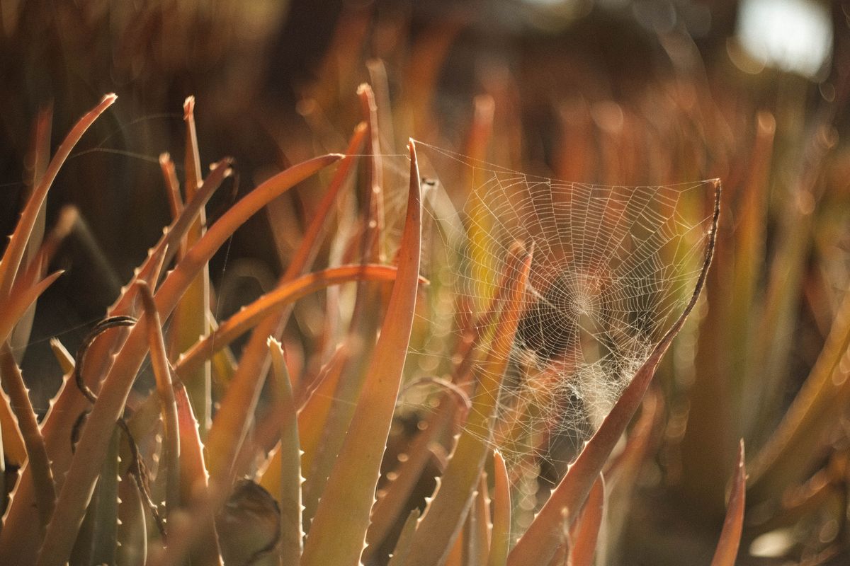 A captivating spider web woven between aloe vera leaves, illuminated by warm golden hour light.