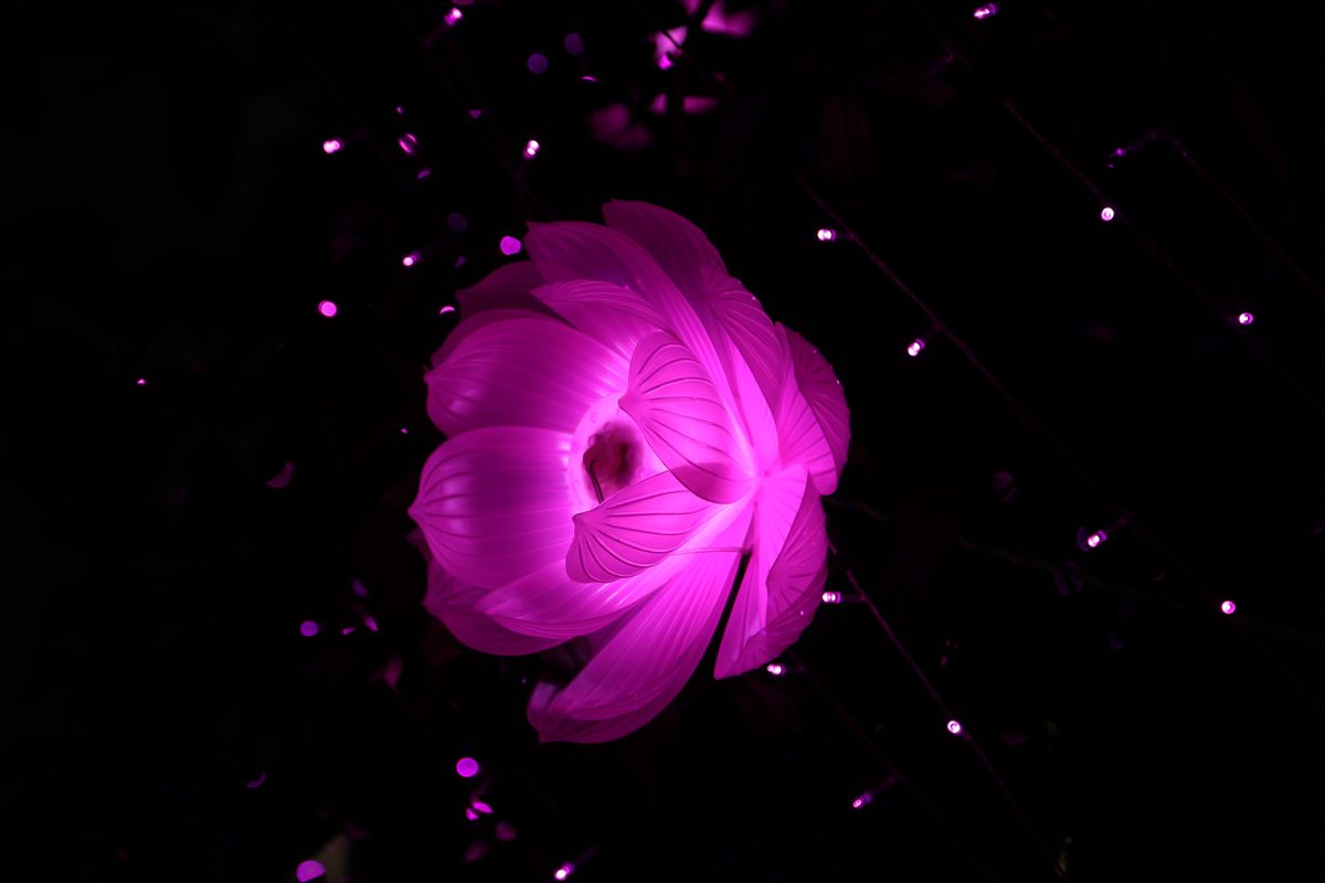 A vibrant pink artificial lotus illuminated against a dark night background.