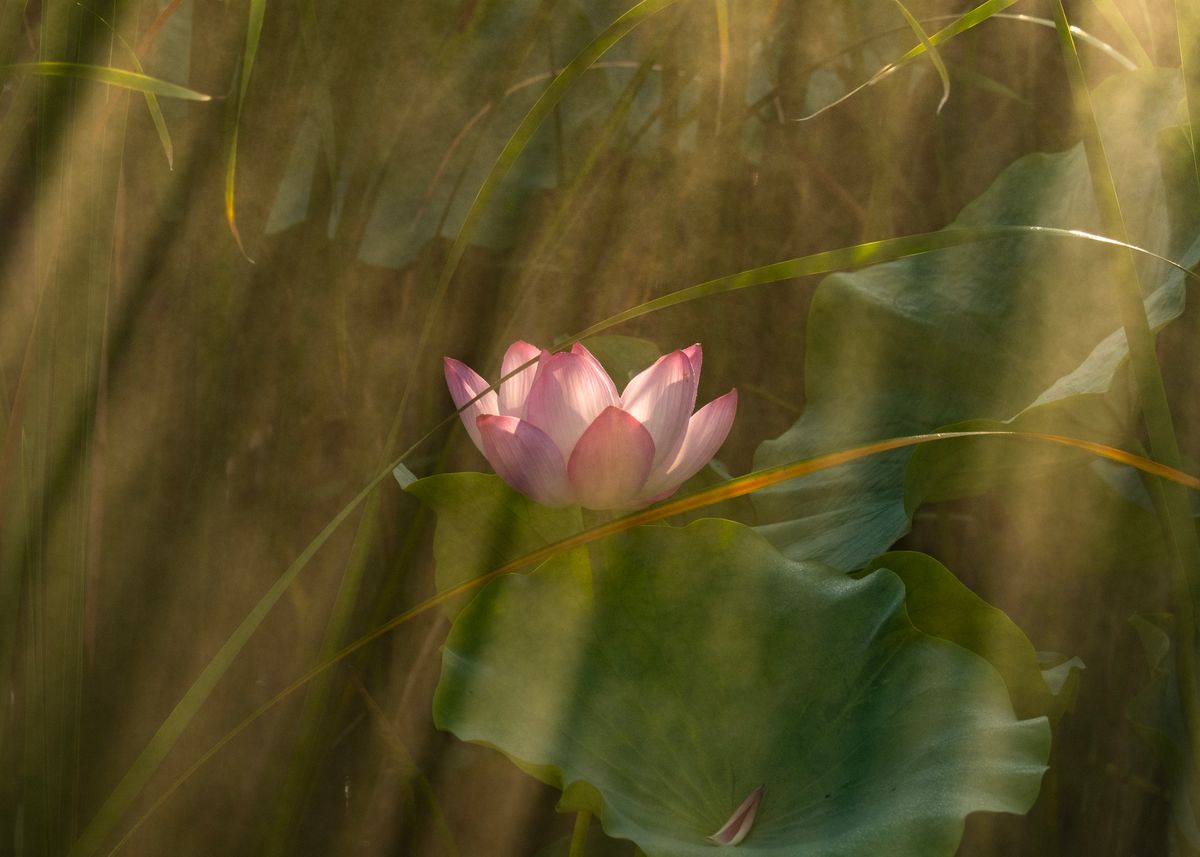 A tranquil pink lotus flower illuminated by sunbeams in a misty garden setting.