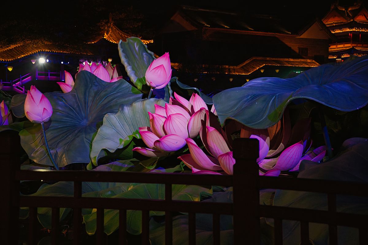 Stunning illuminated lotus flowers glow brightly in a tranquil Chinese garden at night.