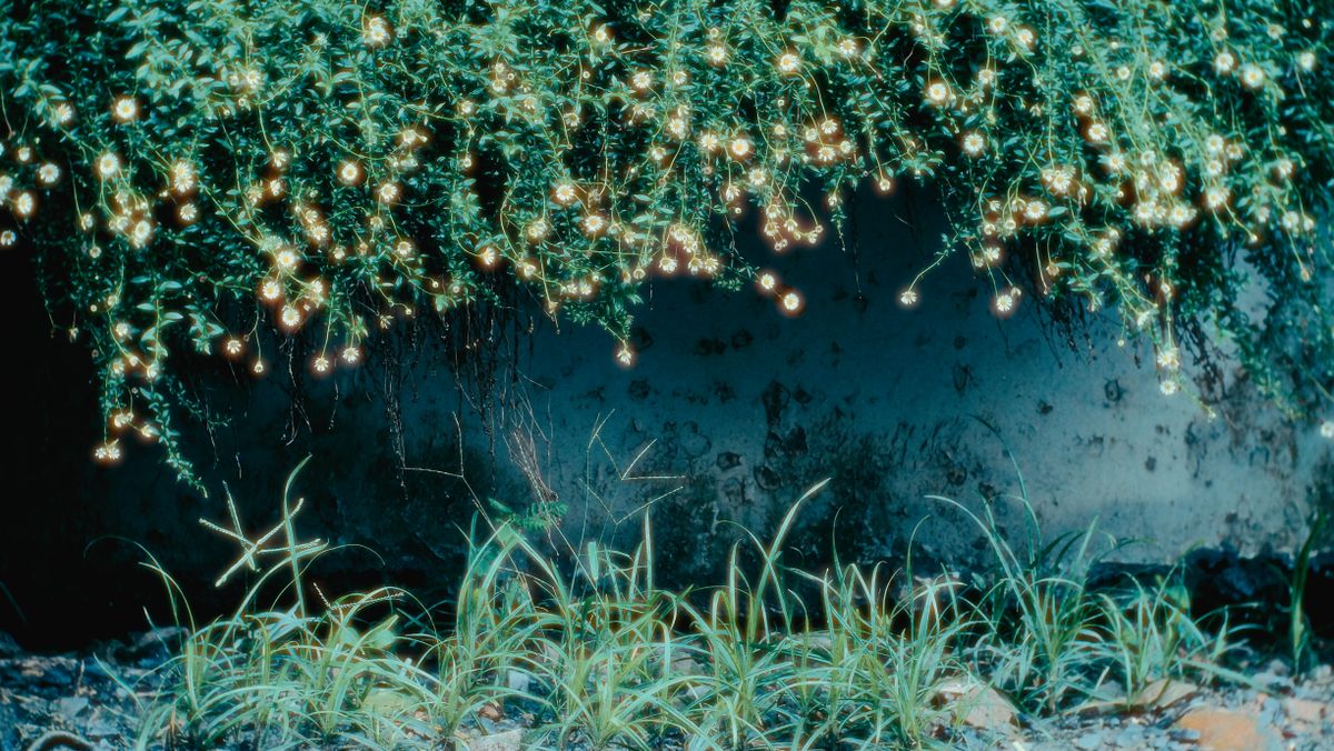 Lush garden plants glowing with an ethereal light in a tranquil setting.