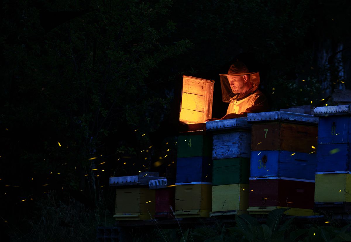 A beekeeper inspects colorful beehives illuminated by warm light and surrounded by fireflies.